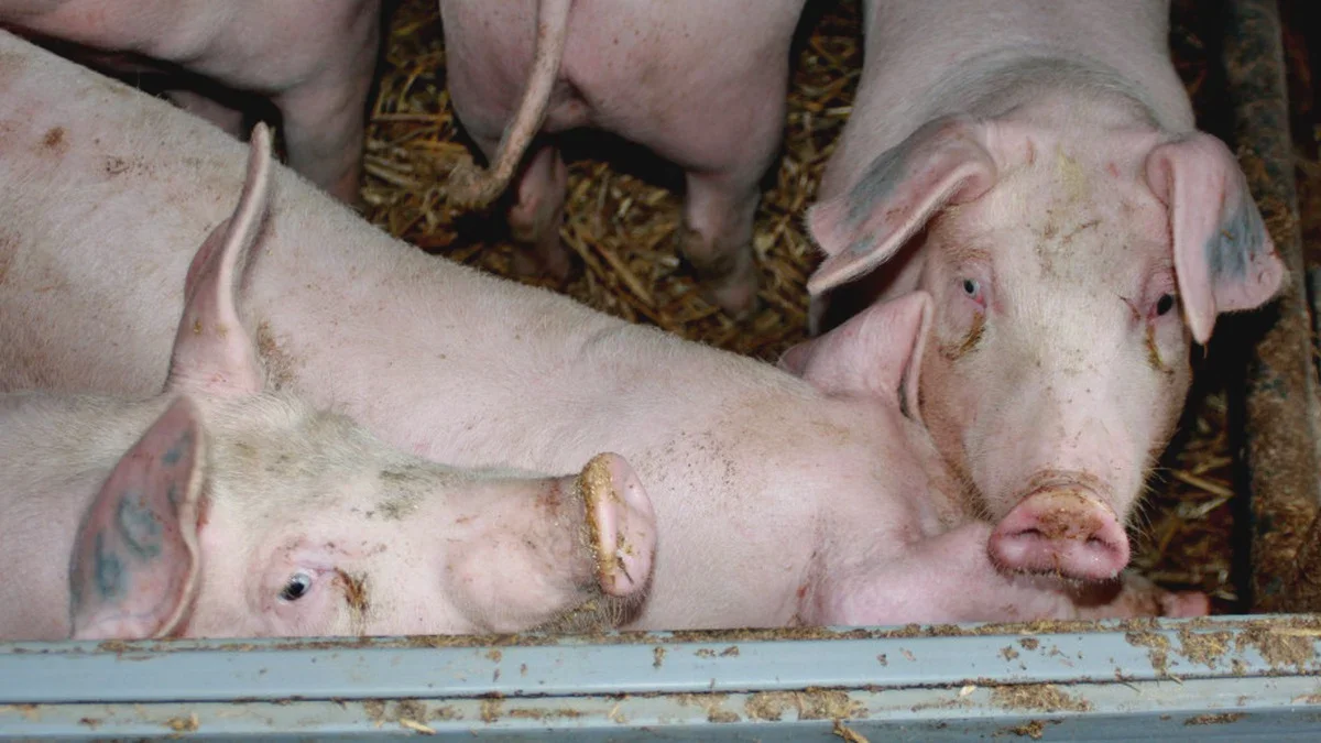 Progetto Globino da 7.500 capi: la mossa che cambia il mercato della carne