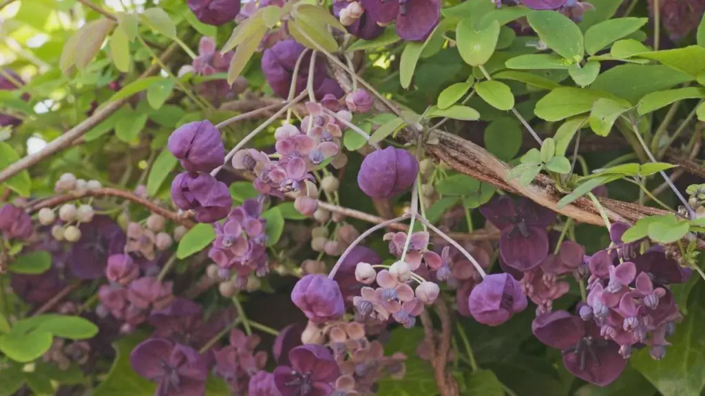 11 rampicanti infallibili: il segreto per nascondere il Suo balcone