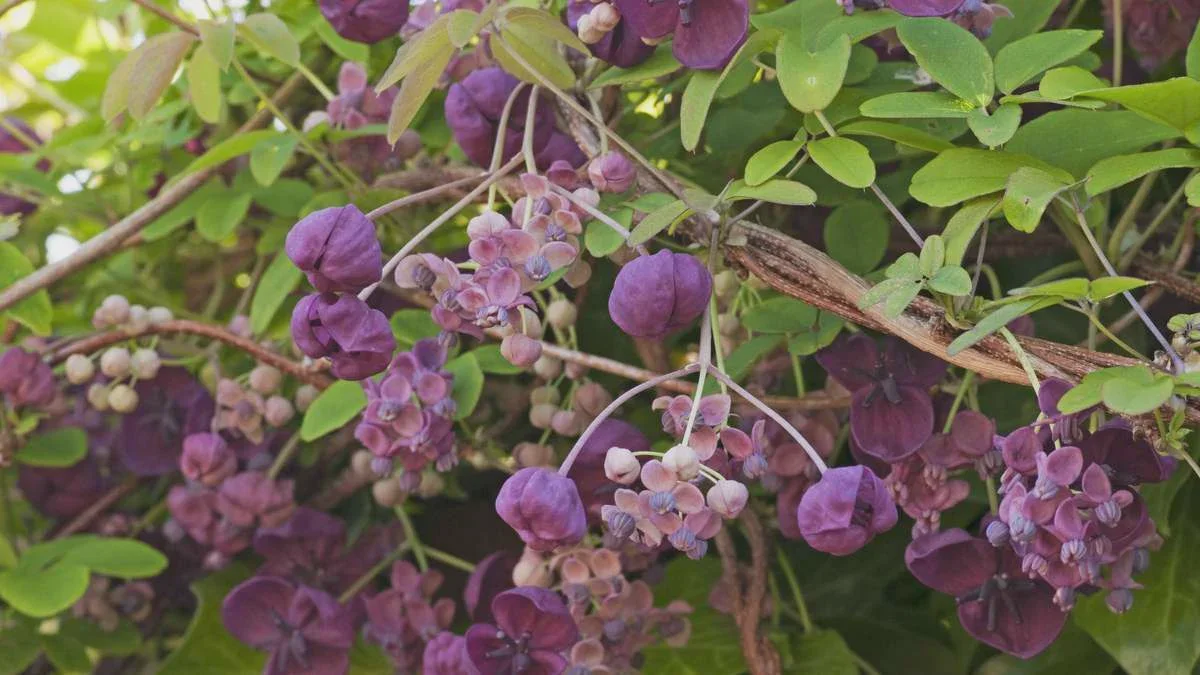 11 piante rampicanti da balcone: la formula per battere l’afa estiva