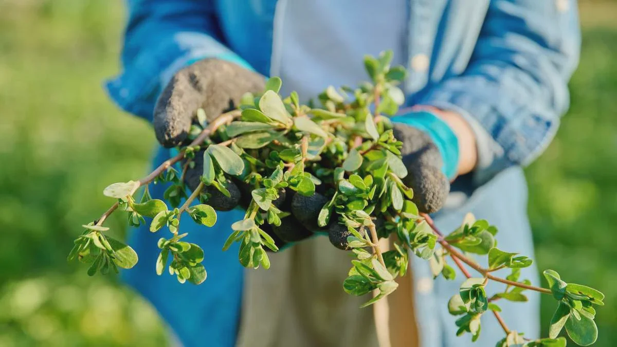 Allarme siccità a 35 °C: l’errore fatale che distrugge il giardino